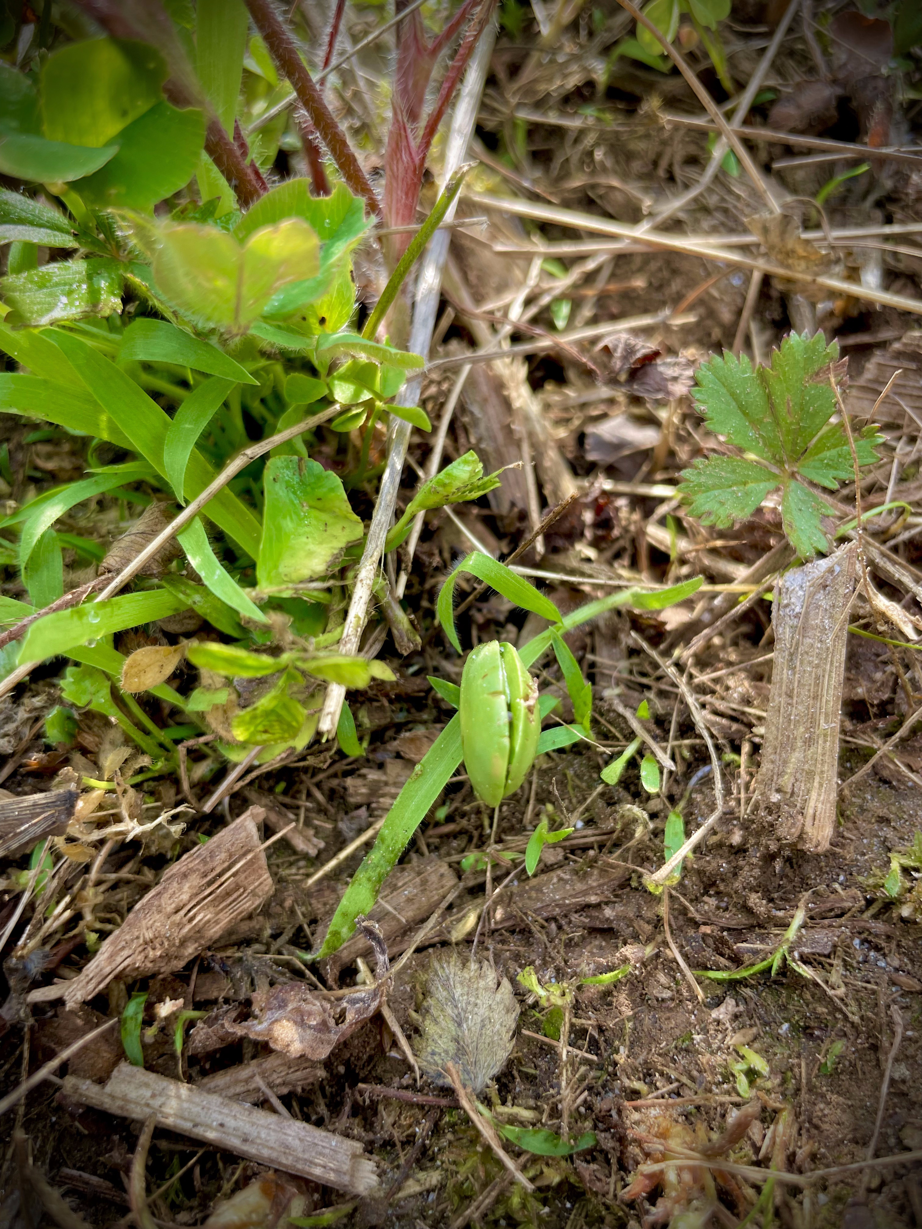 Food Plots